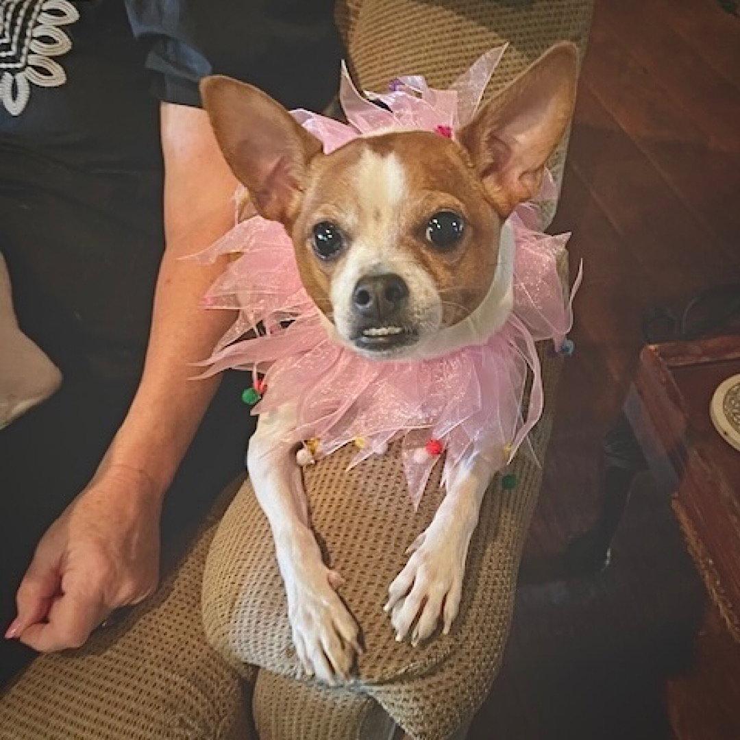 Enlarge Sassy (GA), a Adoptable Rat Terrier in Sharpsburg, GA image 2/3