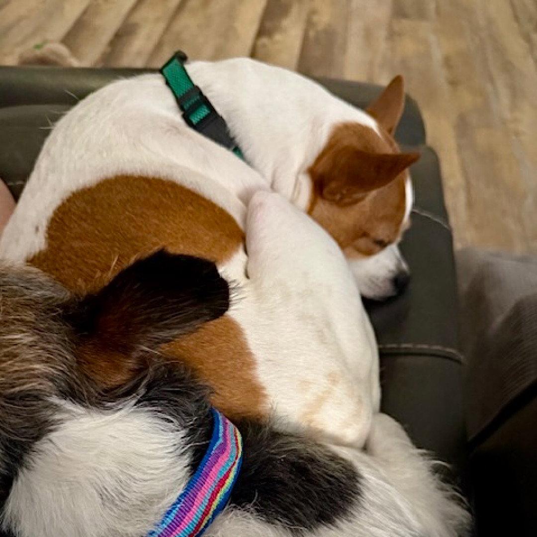 Enlarge Sassy (GA), a Adoptable Rat Terrier in Sharpsburg, GA image 3/3