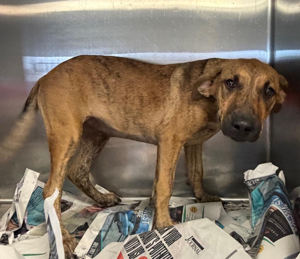 Marcia, Adoptable, Puppy Female Mountain Cur & Hound.