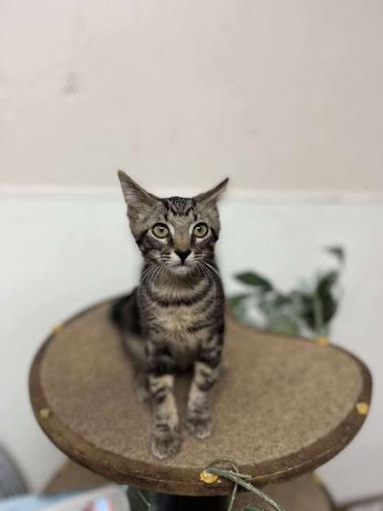 Smokey, a Adoptable Domestic Short Hair in Clayton, GA image 1/3