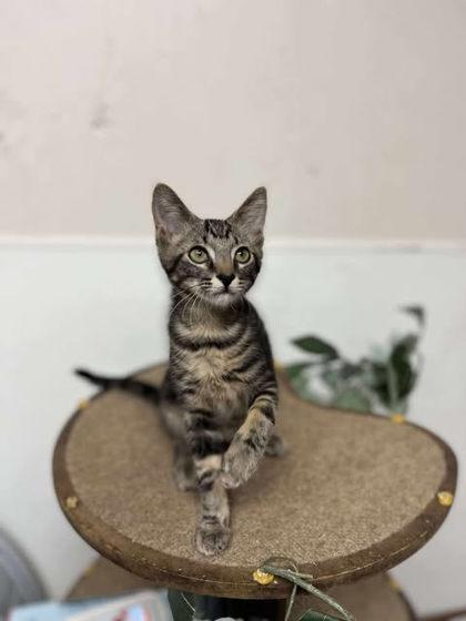 Smokey, a Adoptable Domestic Short Hair in Clayton, GA image 2/3