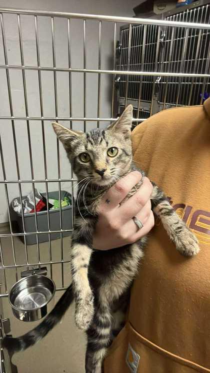 Smokey, a Adoptable Domestic Short Hair in Clayton, GA image 3/3