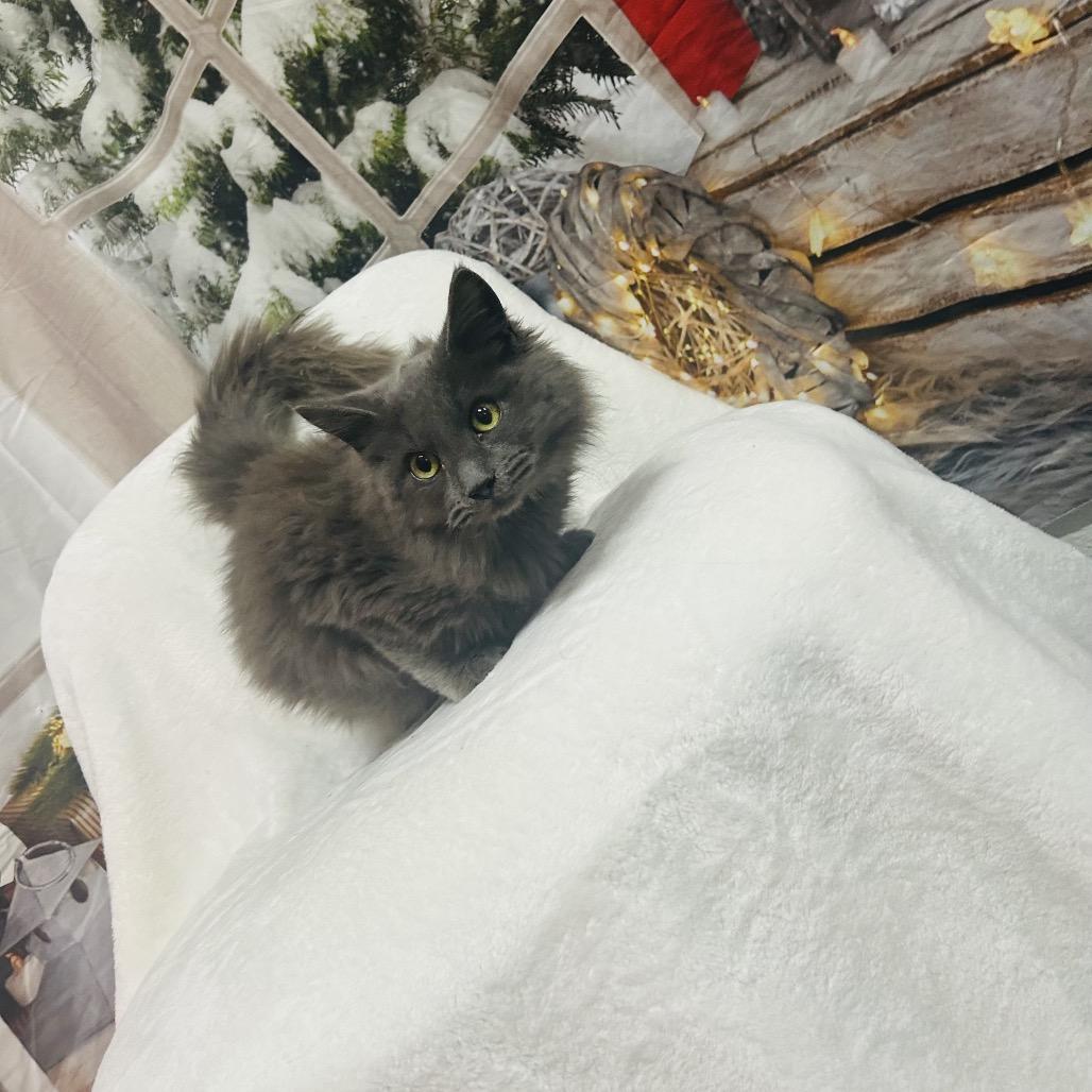 Enlarge Whittle, a Adoptable Domestic Long Hair in Clanton, AL image 1/2