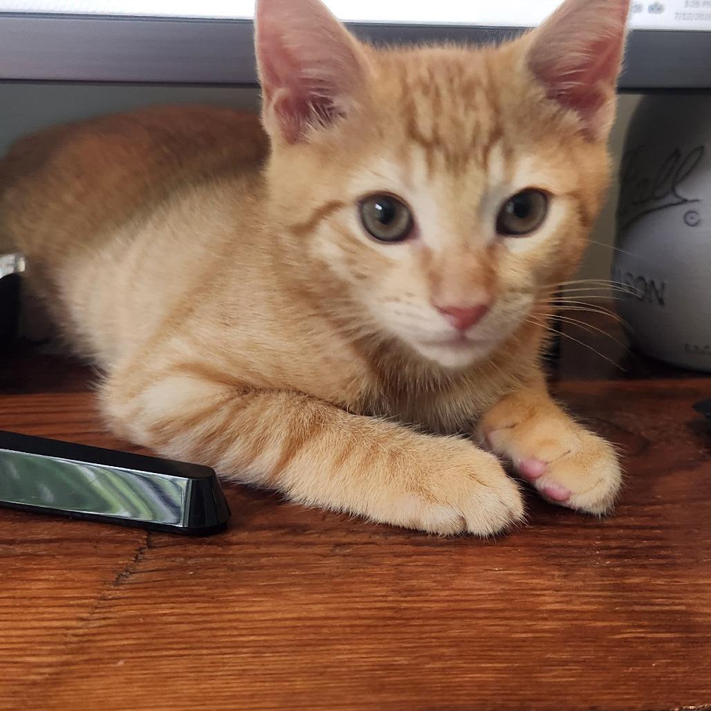 Tigger, Adoptable, Kitten Male Domestic Short Hair.