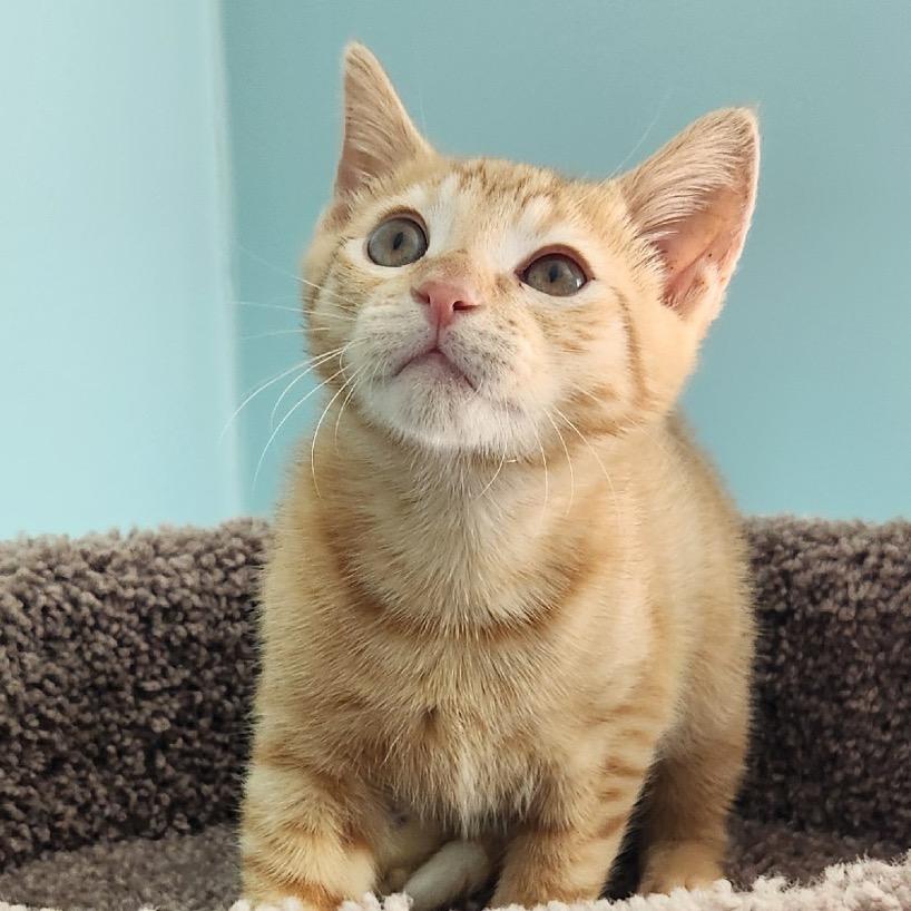 Tigger, a Adoptable Domestic Short Hair in Richmond, VA image 2/4