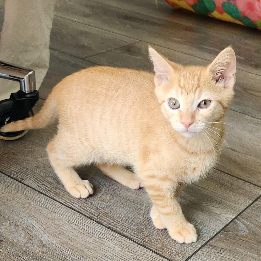 Tigger, a Adoptable Domestic Short Hair in Richmond, VA image 3/4