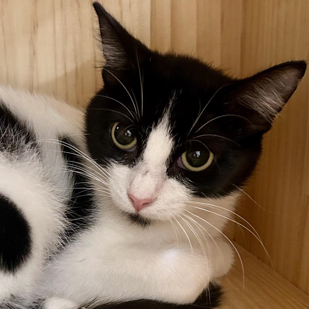 Annie, Adoptable, Young Female Domestic Short Hair.