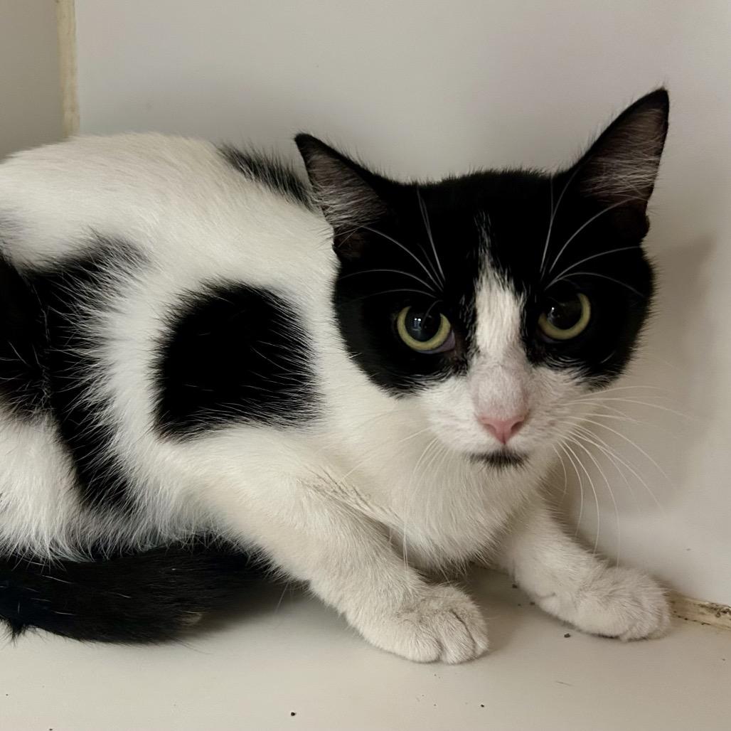 Enlarge Annie, a Adoptable Domestic Short Hair in St Joseph, MO image 2/2