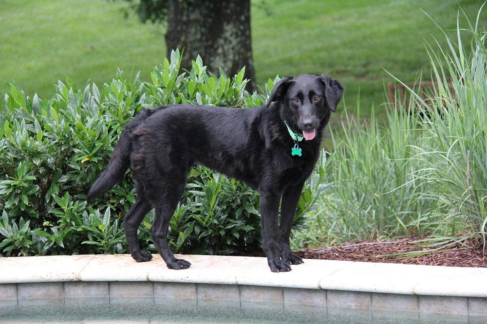 Layla, Adoptable, Young Female Border Collie & Labrador Retriever.