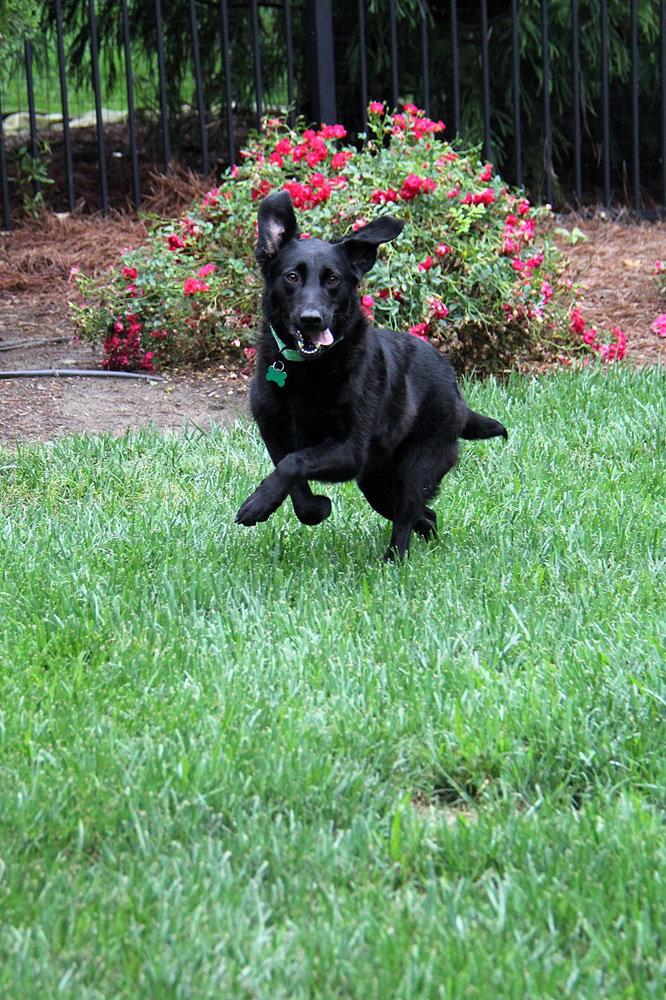 Layla, a Adoptable mixed breed in Charlotte, NC image 2/3