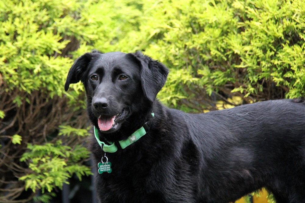 Layla, a Adoptable mixed breed in Charlotte, NC image 3/3