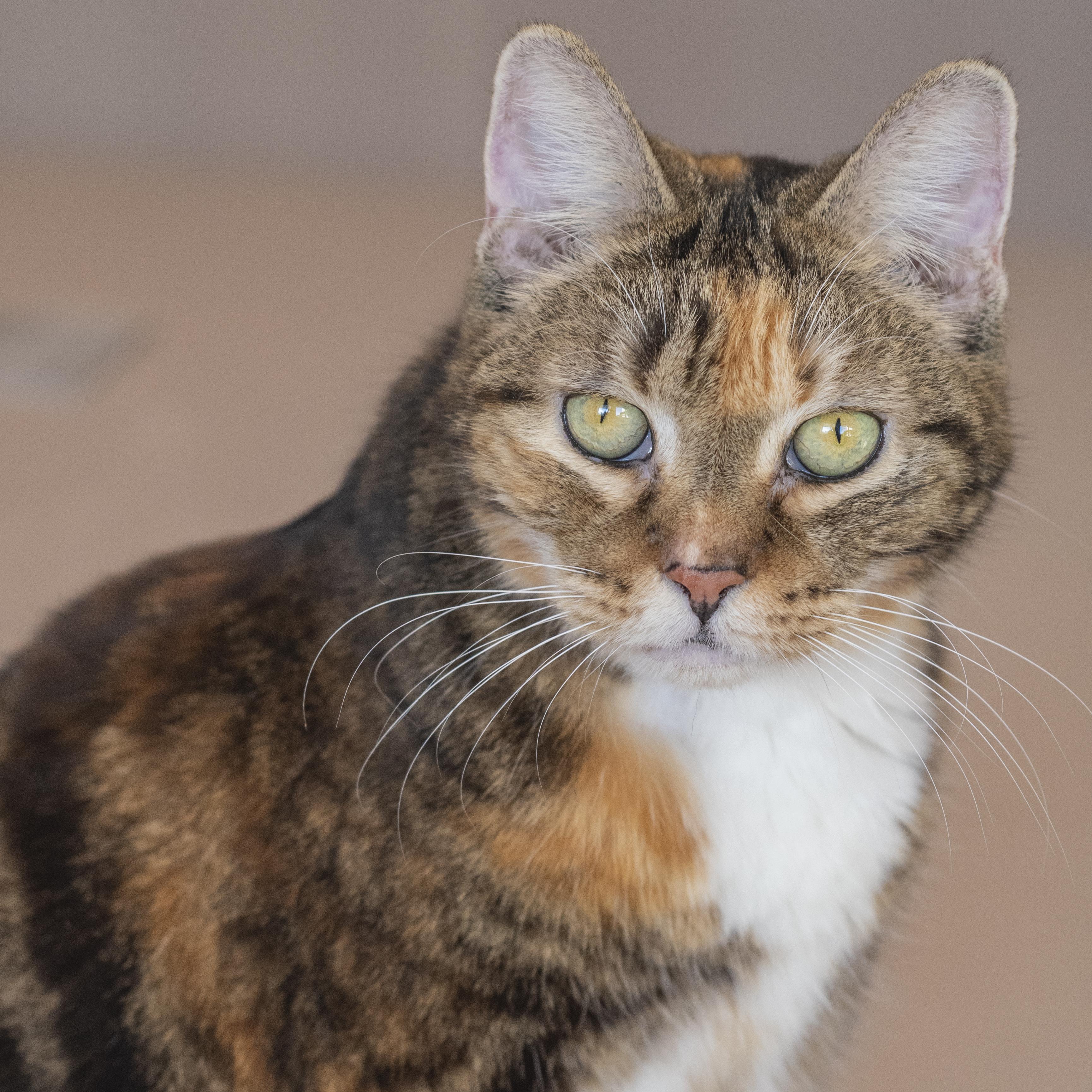 Enlarge Alley, an adoption pending Domestic Short Hair in Pontiac, MI image 1/1