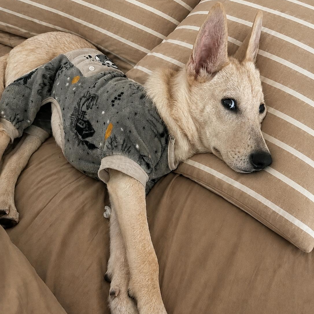 Gracie, Adoptable, Puppy Female White German Shepherd & Mixed Breed.