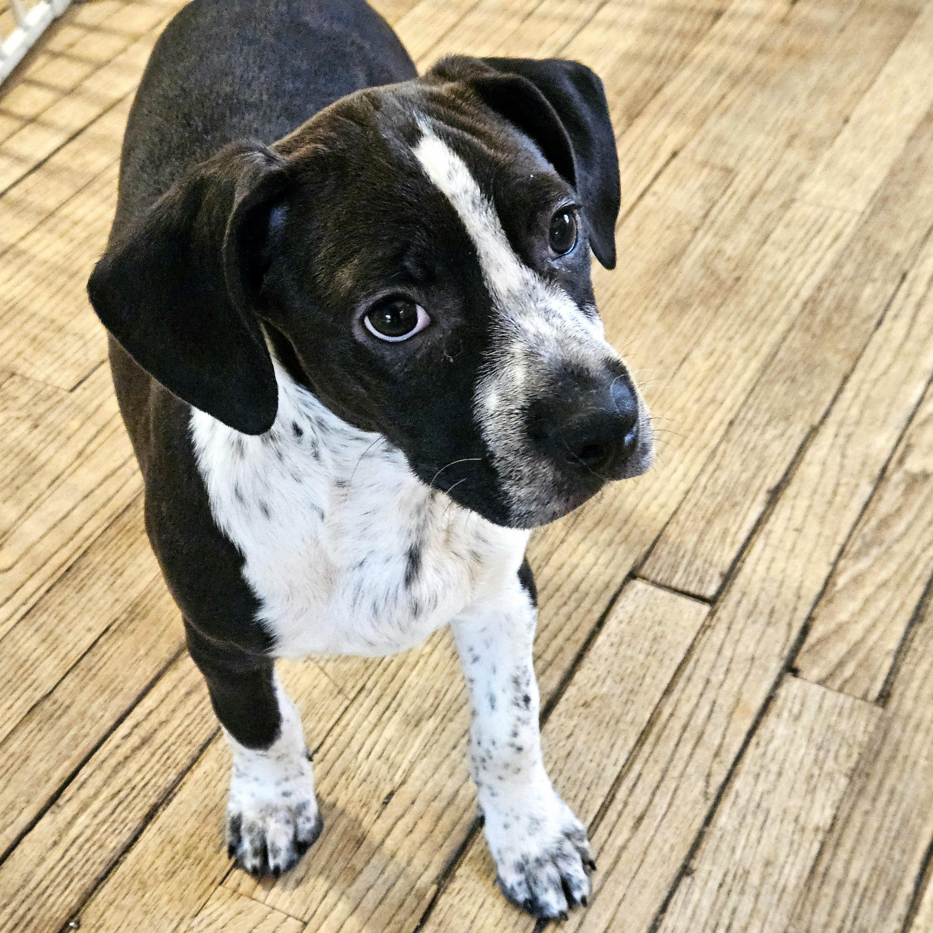 Enlarge Colby, a ADOPTABLE mixed breed in Chicago, IL image 4/6