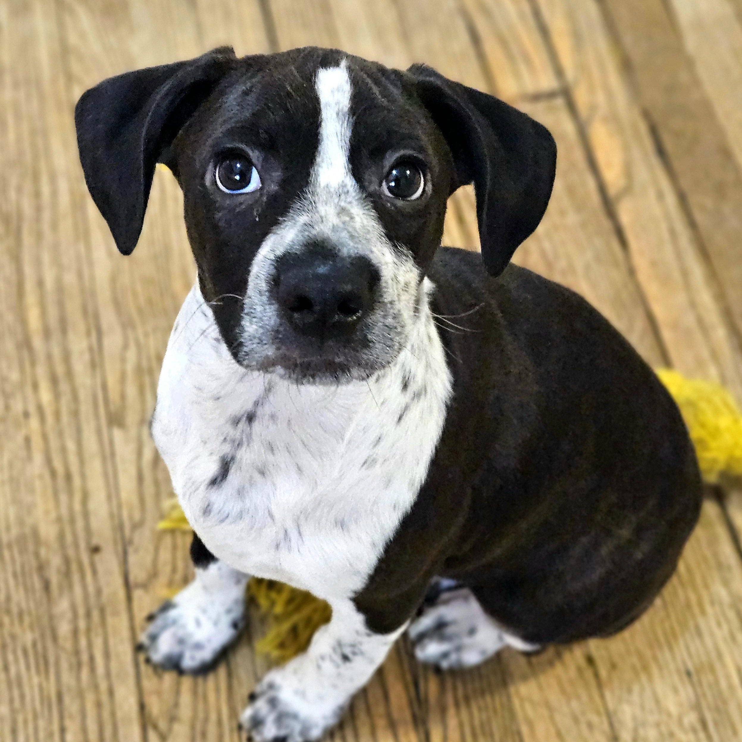 Enlarge Colby, a ADOPTABLE mixed breed in Chicago, IL image 1/6