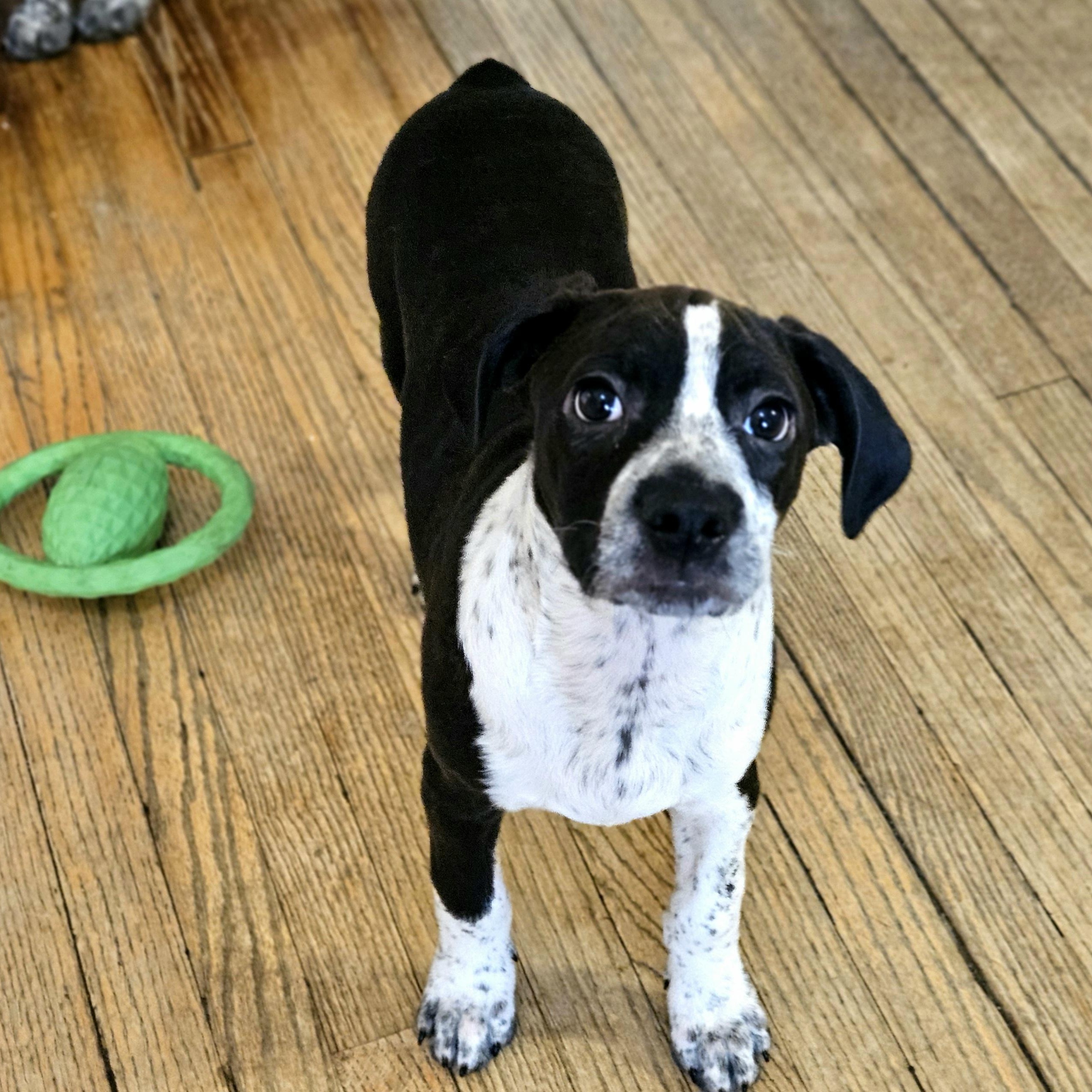 Enlarge Colby, a ADOPTABLE mixed breed in Chicago, IL image 6/6