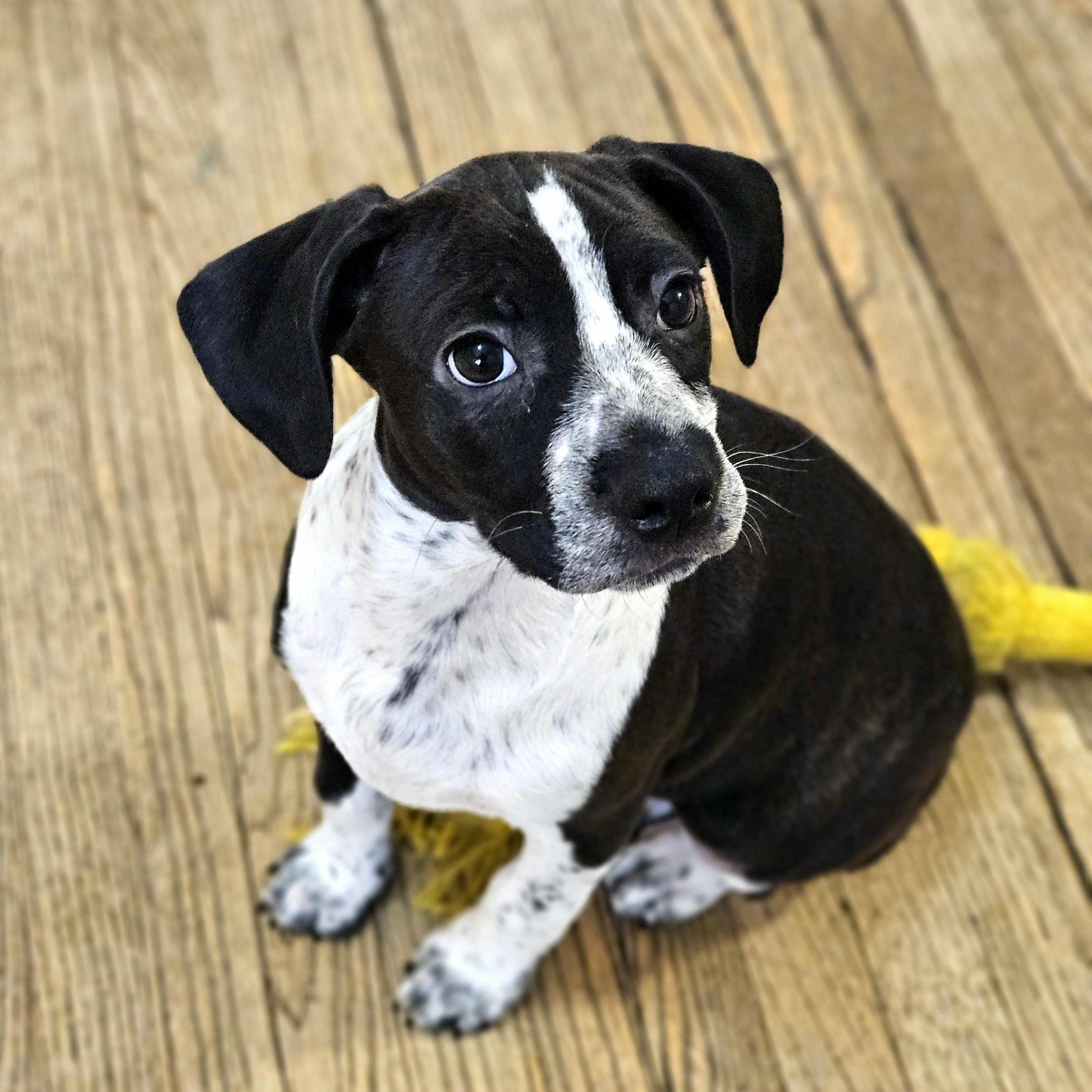 Enlarge Colby, a ADOPTABLE mixed breed in Chicago, IL image 5/6