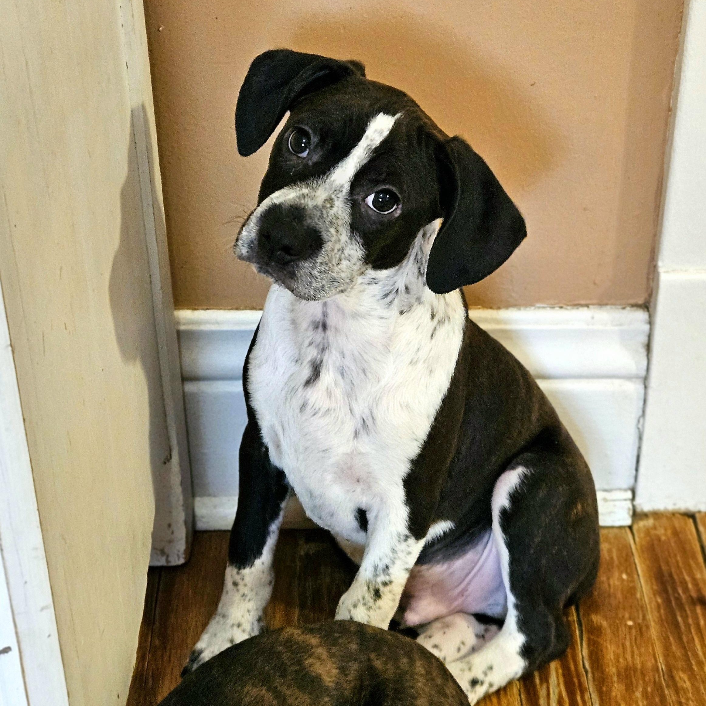 Enlarge Colby, a ADOPTABLE mixed breed in Chicago, IL image 2/6