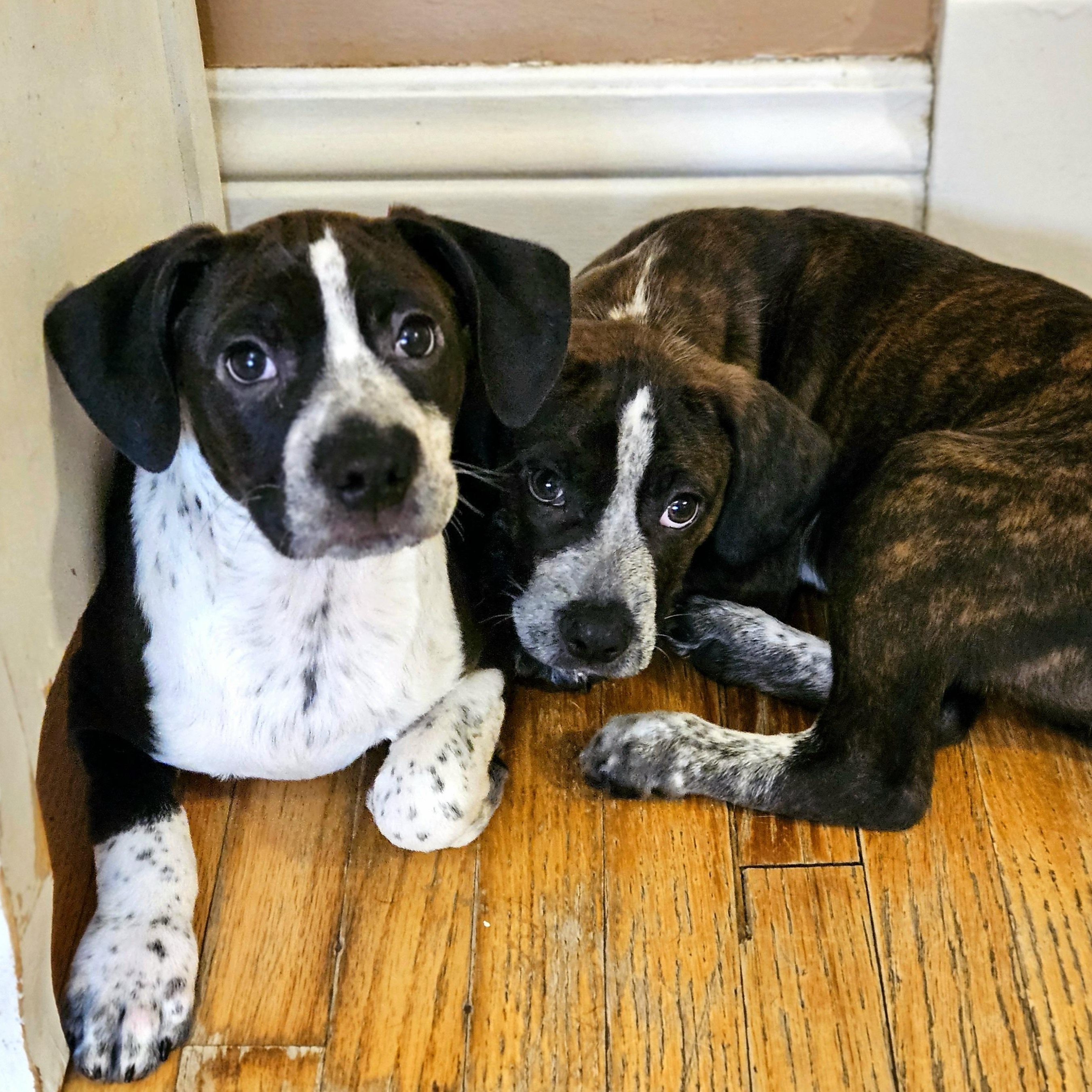 Enlarge Colby, a ADOPTABLE mixed breed in Chicago, IL image 3/6