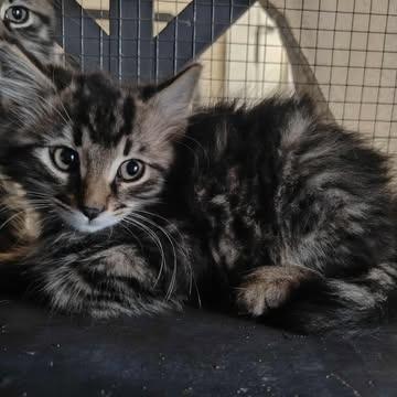 Enlarge Macadamia, a Adoptable Domestic Long Hair in Jacksonville, OR image 1/2