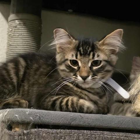 Enlarge Macadamia, a Adoptable Domestic Long Hair in Jacksonville, OR image 2/2