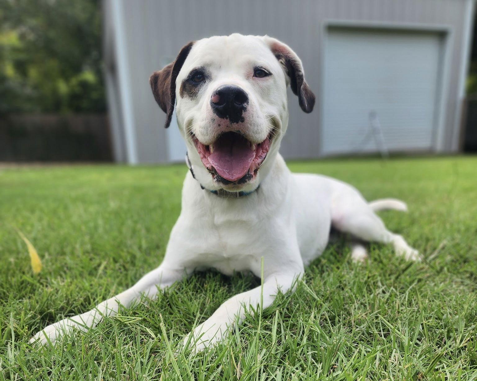Enlarge _Gus, a Adoptable mixed breed in Fort Worth, TX image 3/3