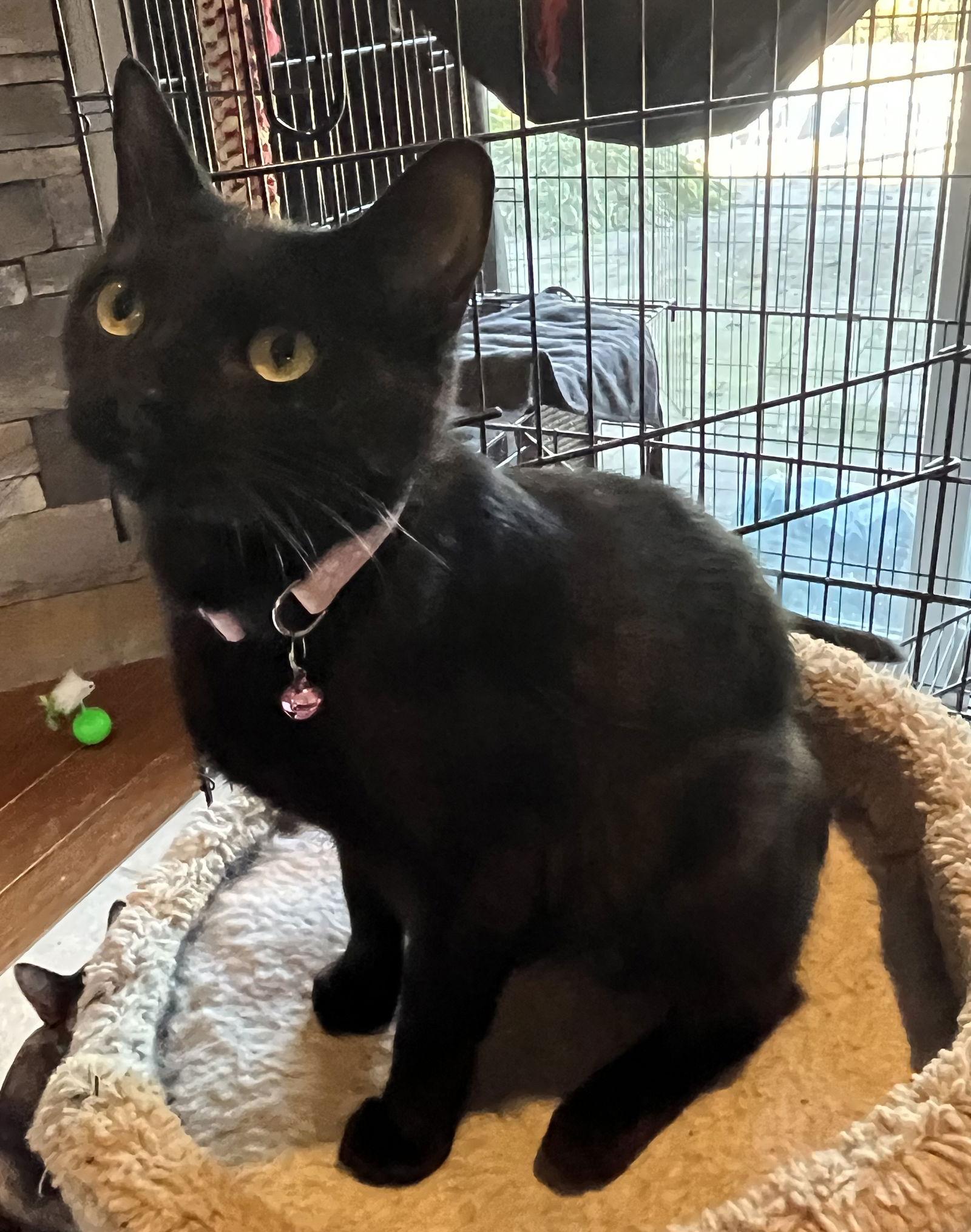 TEACHER, a Adoptable Domestic Short Hair in Minesing, ON image 1/3