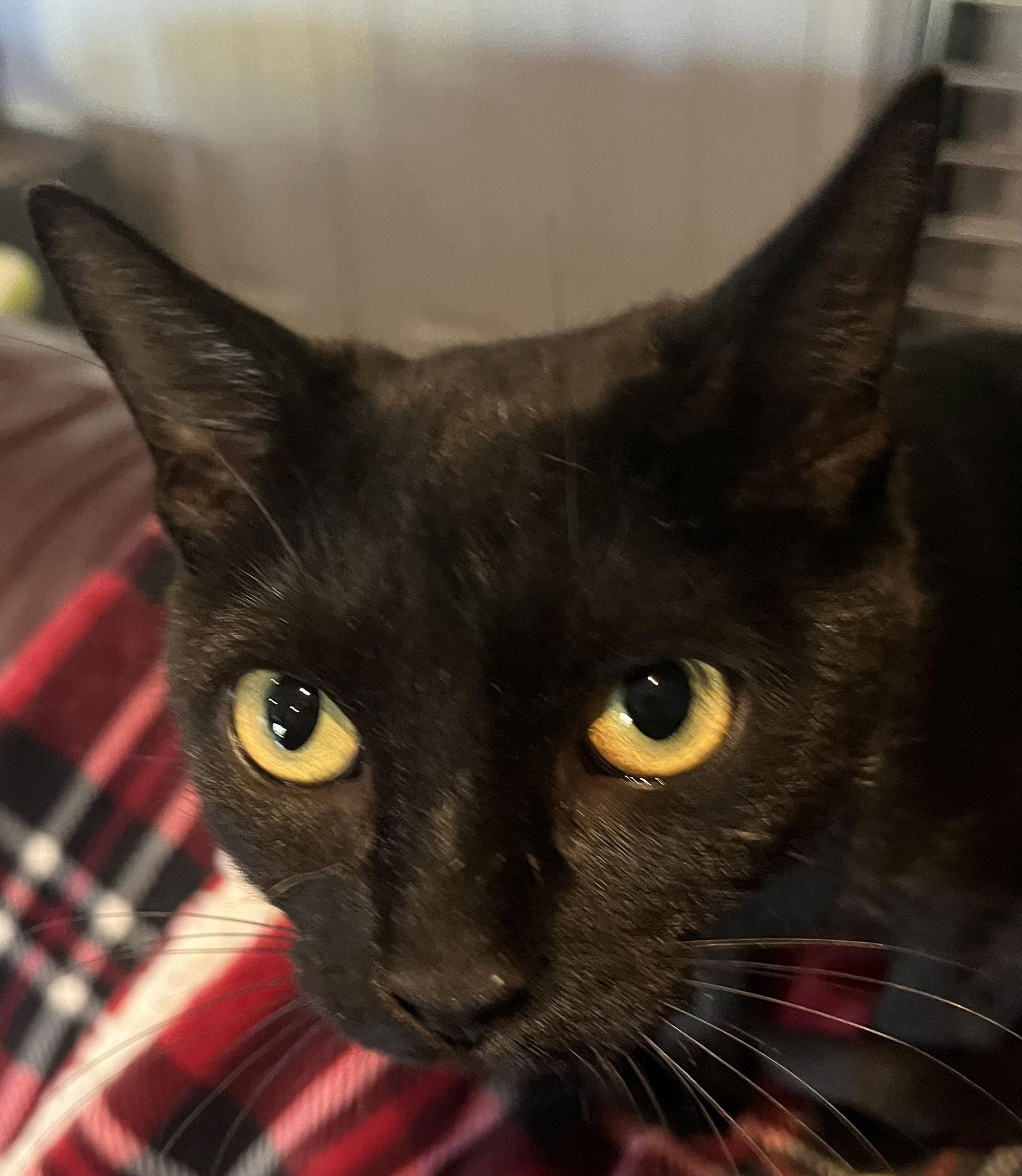 Enlarge TEACHER, a Adoptable Domestic Short Hair in Minesing, ON image 2/3