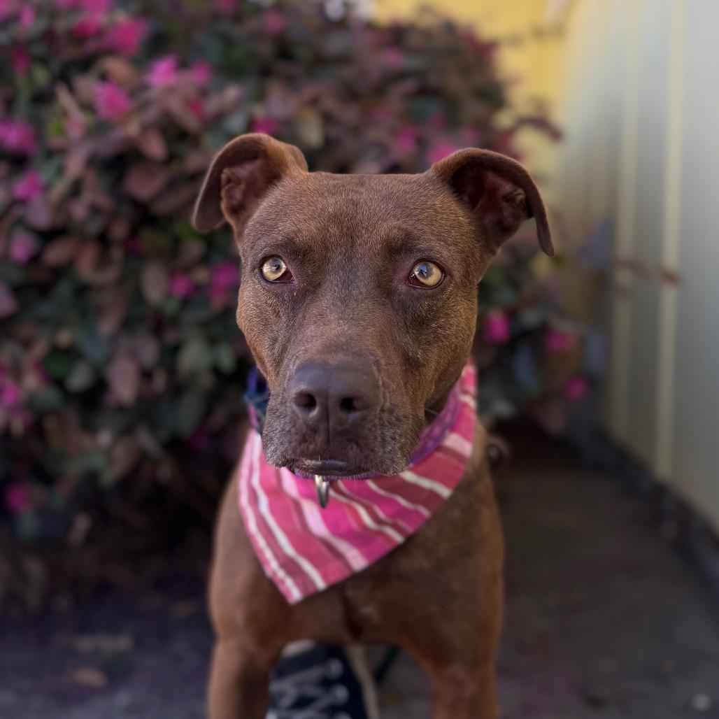 Cinnamon, Adoptable, Adult Female Mixed Breed.