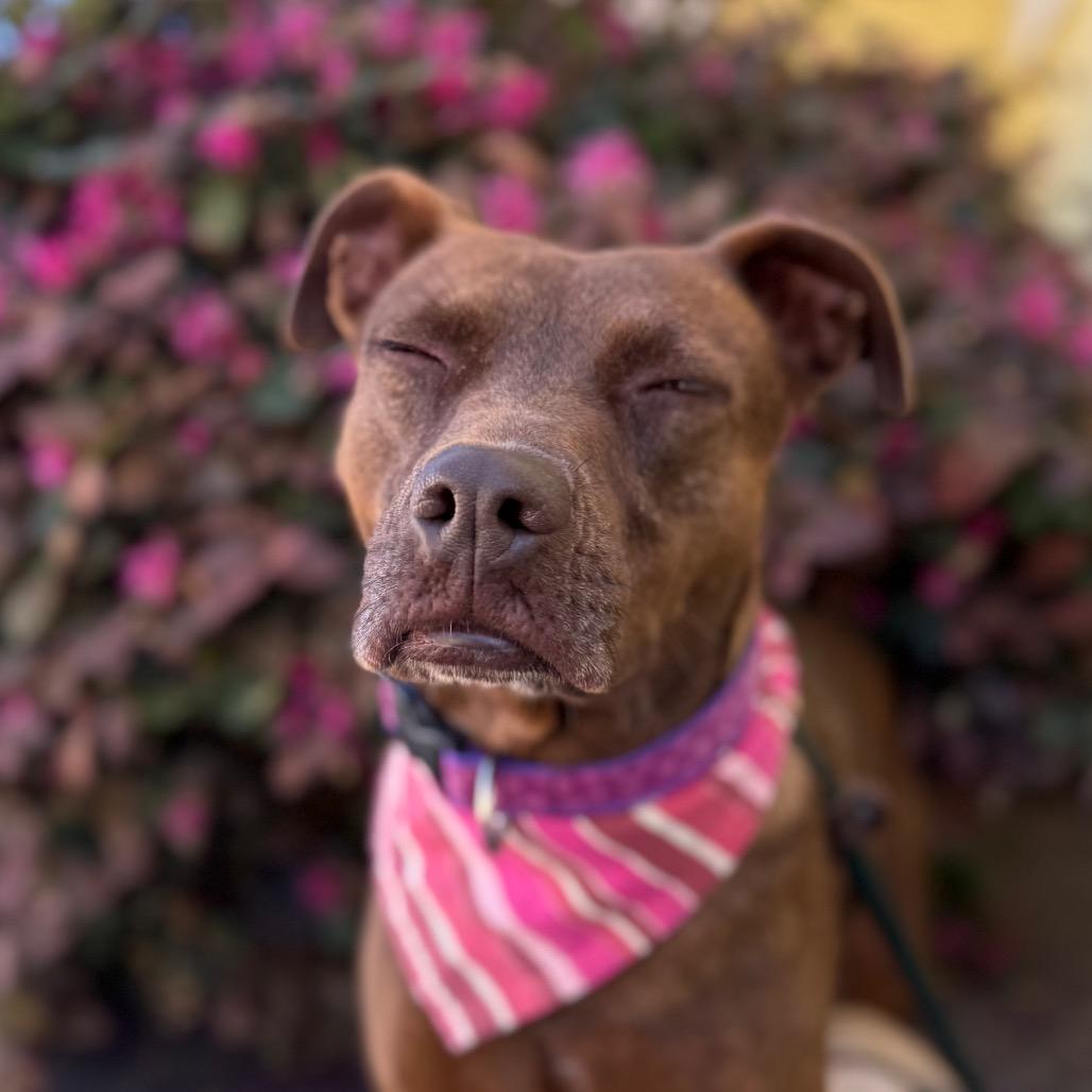 Cinnamon, a Adoptable Mixed Breed in Santa Barbara, CA image 2/6