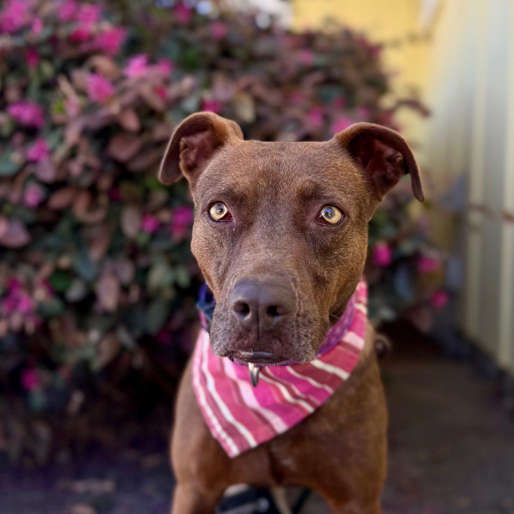 Cinnamon, a Adoptable Mixed Breed in Santa Barbara, CA image 3/6