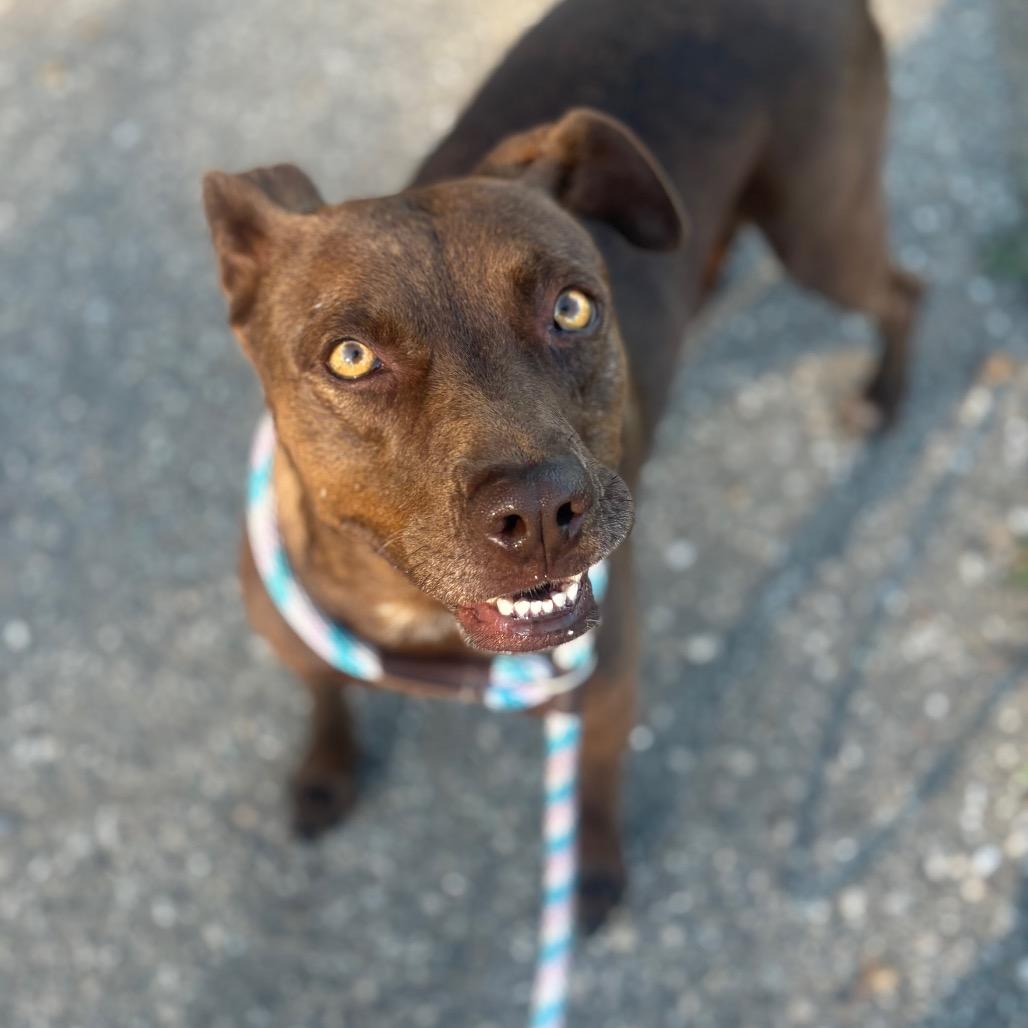 Cinnamon, a Adoptable Mixed Breed in Santa Barbara, CA image 4/6