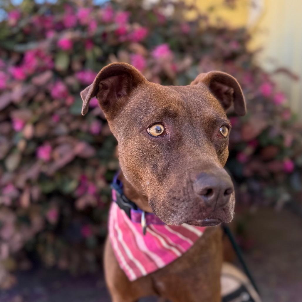 Cinnamon, a Adoptable Mixed Breed in Santa Barbara, CA image 5/6