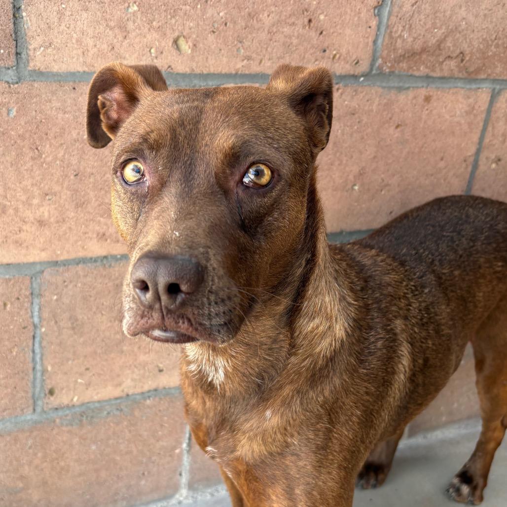 Cinnamon, a Adoptable Mixed Breed in Santa Barbara, CA image 6/6