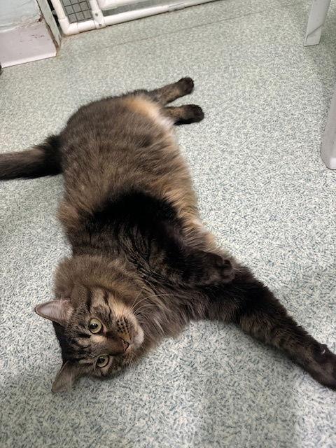 Soda Pop, Adoptable, Adult Female Tabby & Maine Coon.