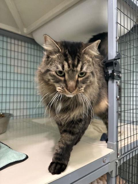 Enlarge Soda Pop, a Adoptable mixed breed in Chicago, IL image 2/2