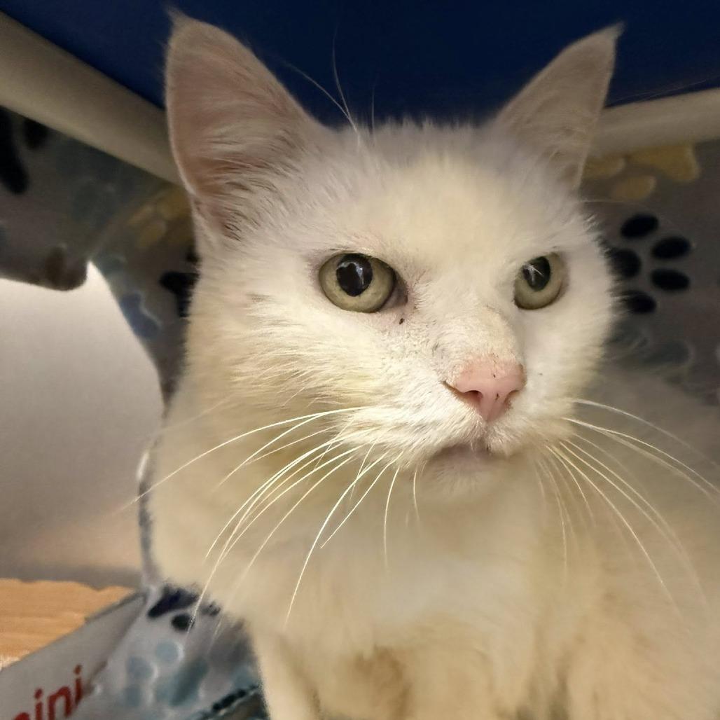 Hope, Adoptable, Senior Female Domestic Long Hair.