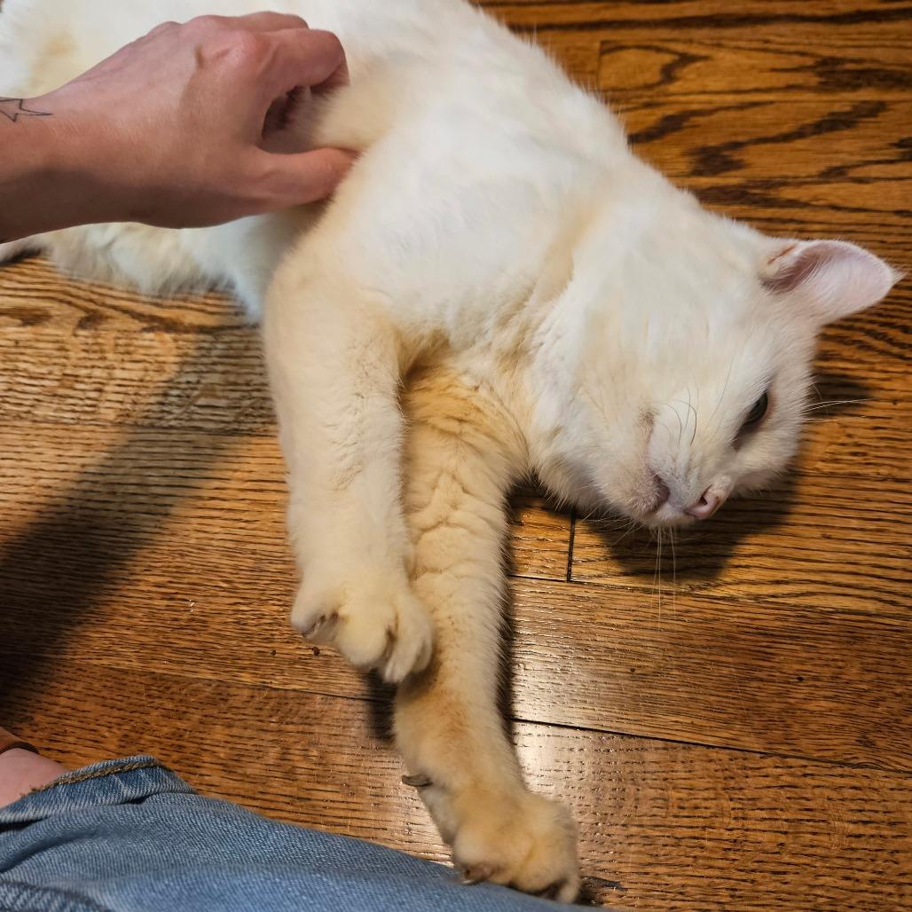 Enlarge Hope, a Adoptable Domestic Long Hair in Martinsville, VA image 2/5