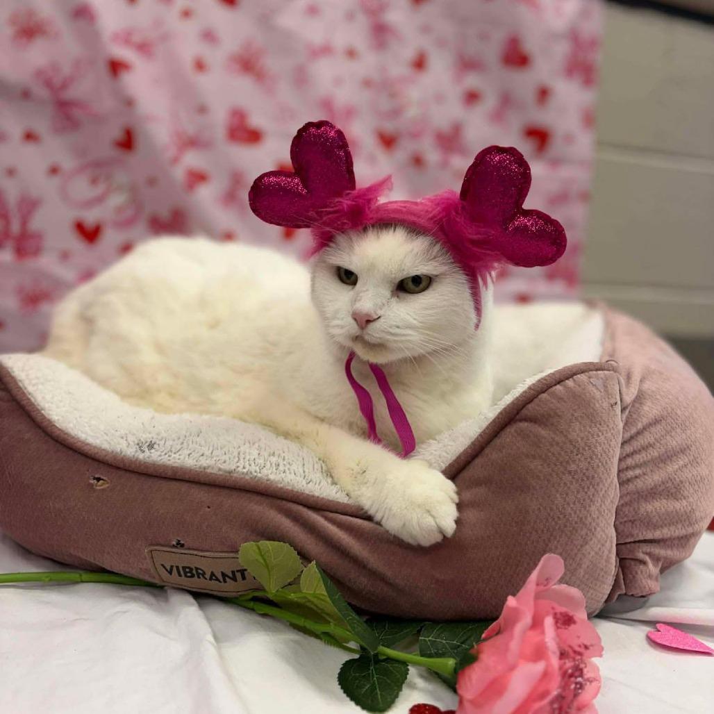 Enlarge Hope, a Adoptable Domestic Long Hair in Martinsville, VA image 3/6