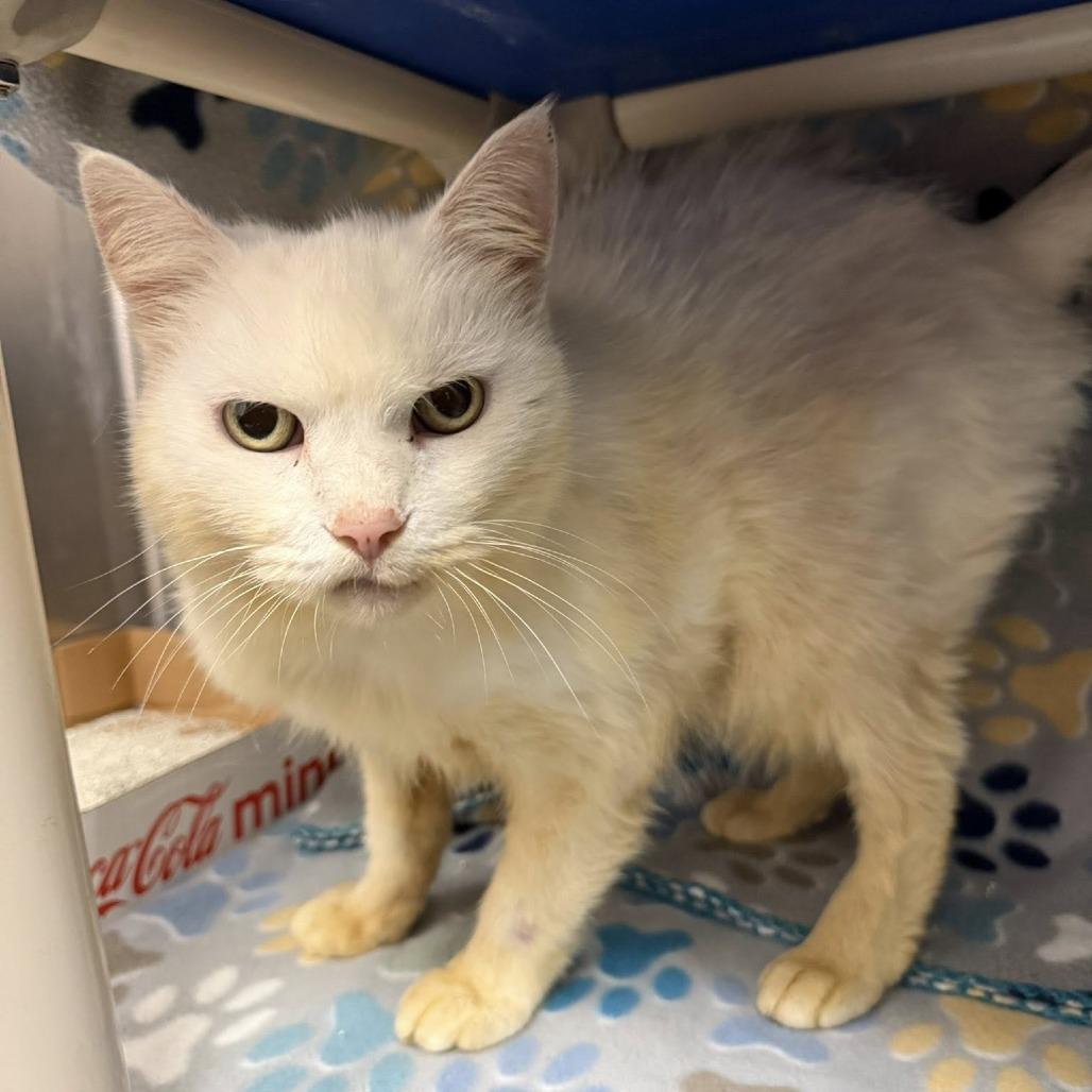 Enlarge Hope, a Adoptable Domestic Long Hair in Martinsville, VA image 3/5