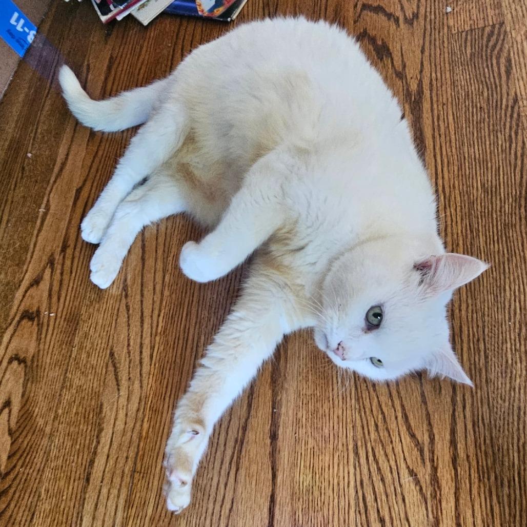 Enlarge Hope, a Adoptable Domestic Long Hair in Martinsville, VA image 4/5