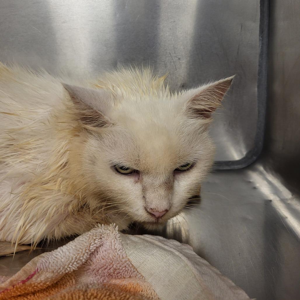 Enlarge Hope, a Adoptable Domestic Long Hair in Martinsville, VA image 5/5