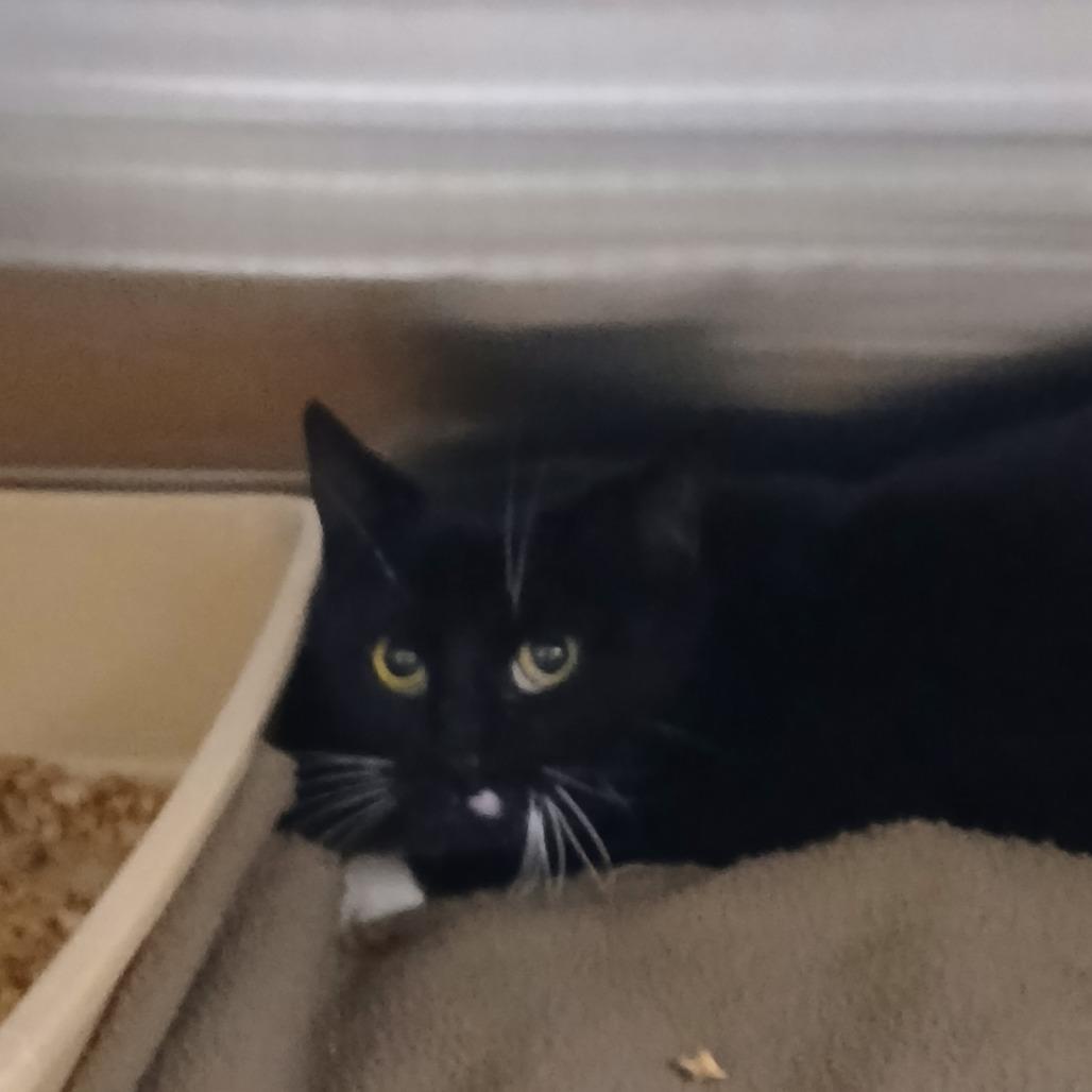 Toof, a Adoptable Domestic Short Hair in Cody, WY image 2/2