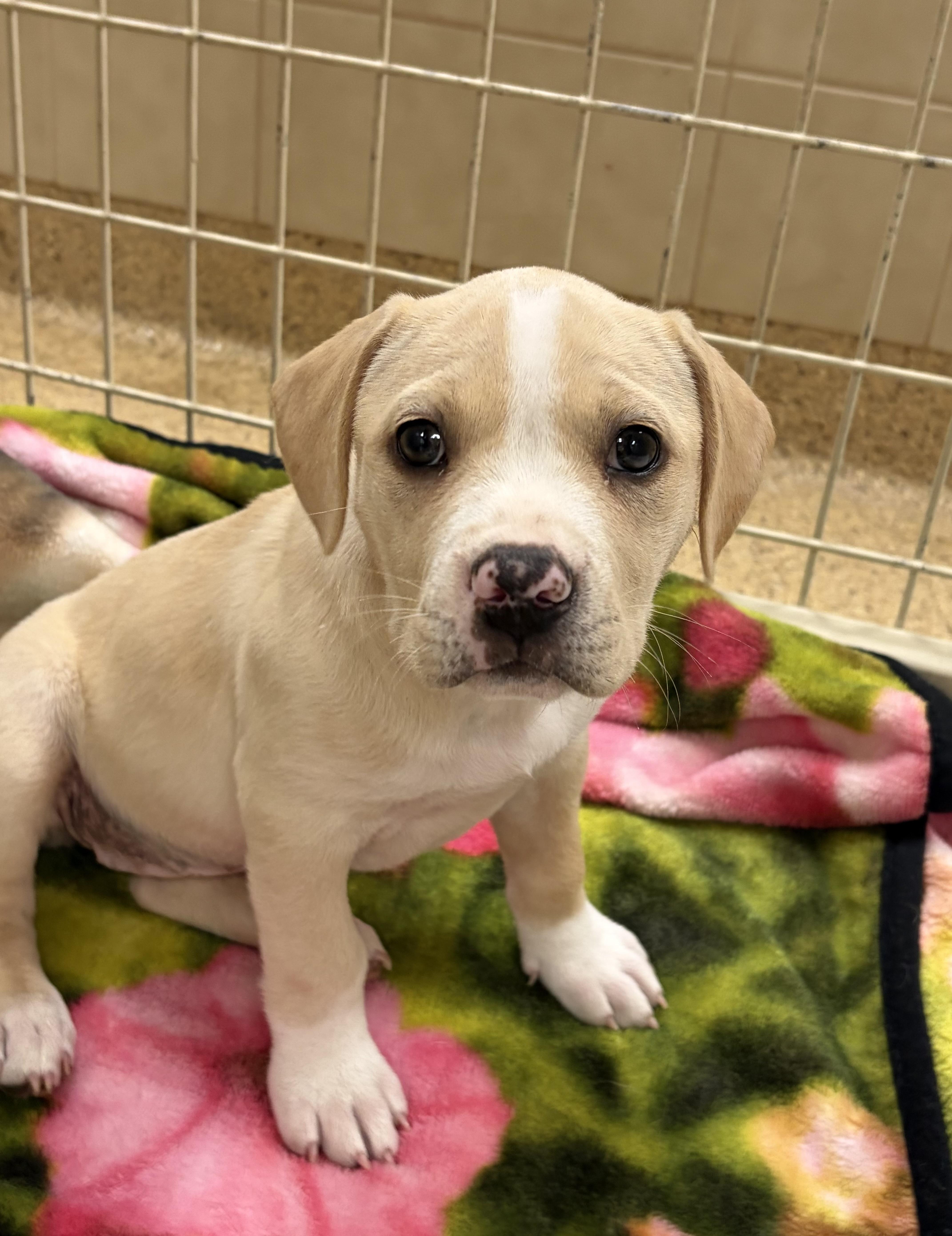 Stella, adopted, Puppy Female Boxer.