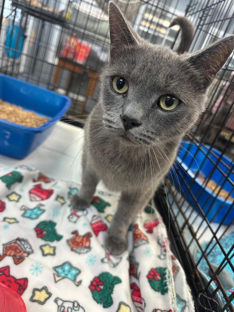 Tommy, a ADOPTABLE Domestic Short Hair in Winnsboro, SC image 2/2