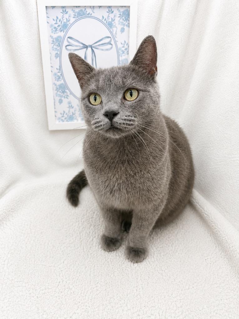 Tommy, a ADOPTABLE Domestic Short Hair in Winnsboro, SC image 1/2