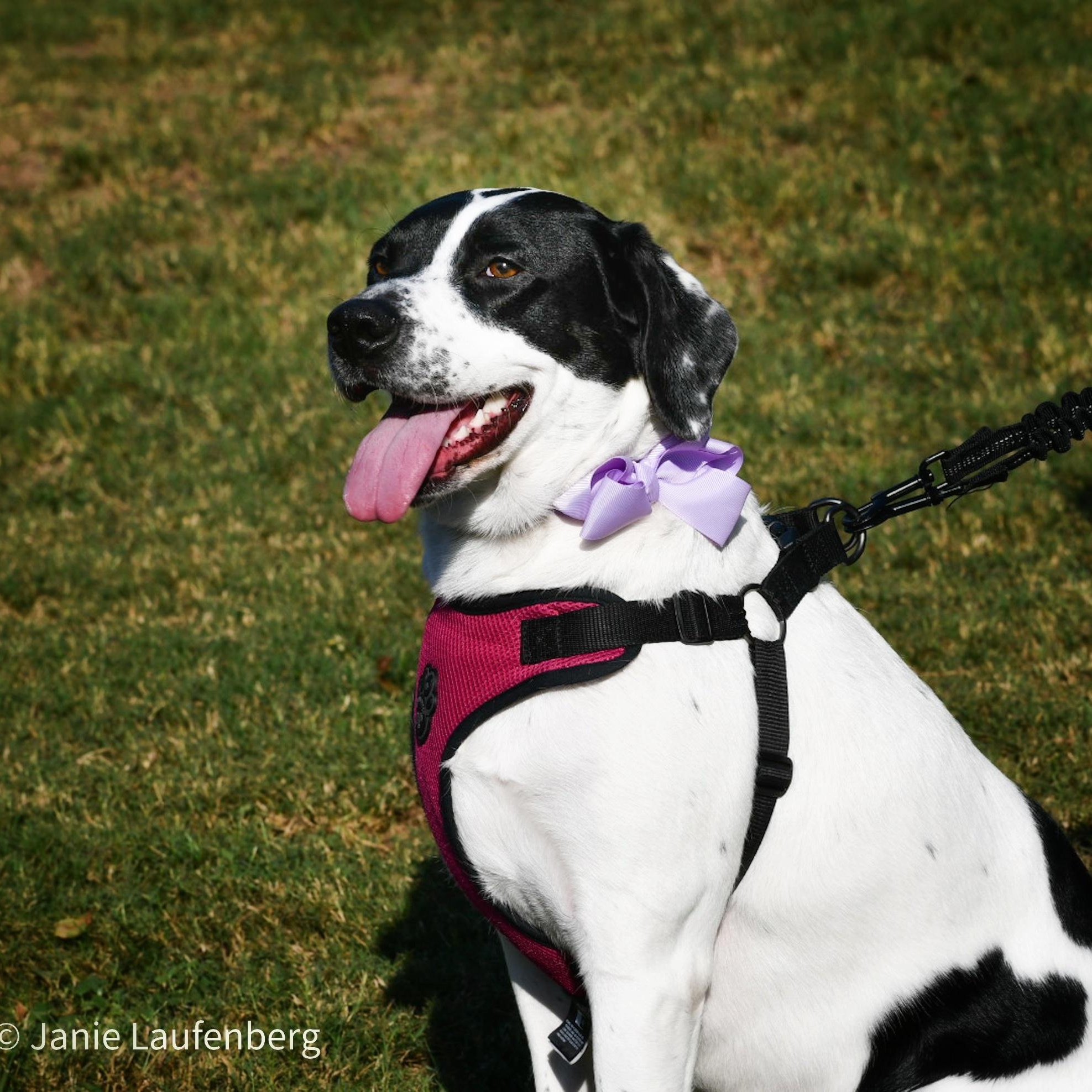 Enlarge MOBIE  (Loving, Kind, Calm Inside, Playful Outside, Loves Pets), a Adoptable mixed breed in Cambridge, MA image 3/6