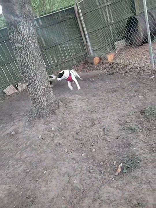 Enlarge MOBIE  (Loving, Kind, Calm Inside, Playful Outside, Loves Pets), a Adoptable mixed breed in Cambridge, MA video 2/6