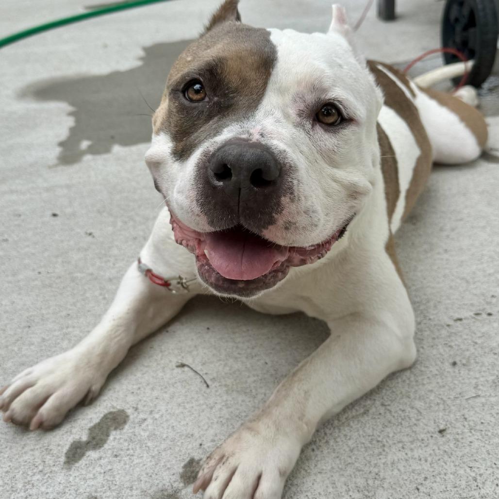 Enlarge Ranger Cream Soda, a Adoptable Mixed Breed in Davenport, IA image 1/6