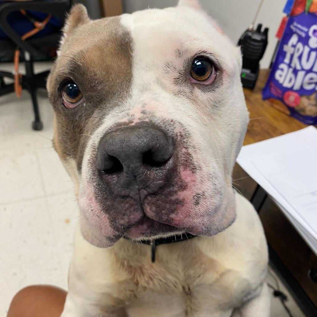 Ranger Cream Soda, Adoptable, Adult Male Mixed Breed.